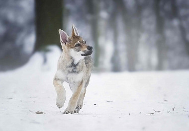 Czechoslovakian Vlcak