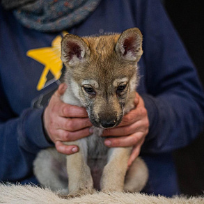 Czechoslovakian Vlcak