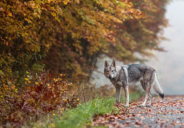 Czechoslovakian Vlcak