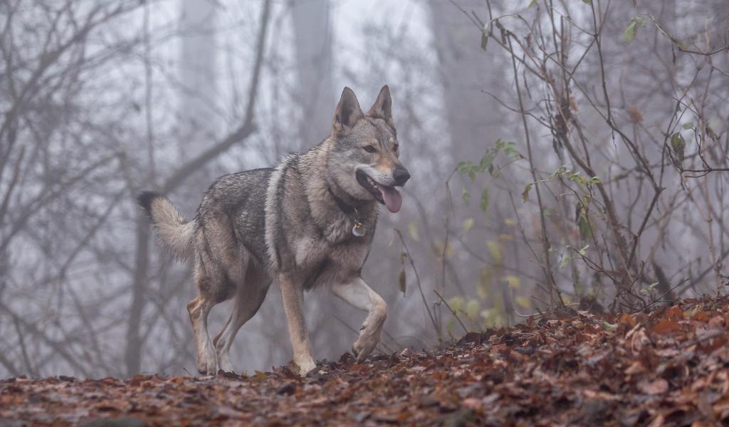 Czechoslovakian Vlcak