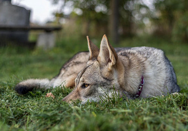 Czechoslovakian Vlcak