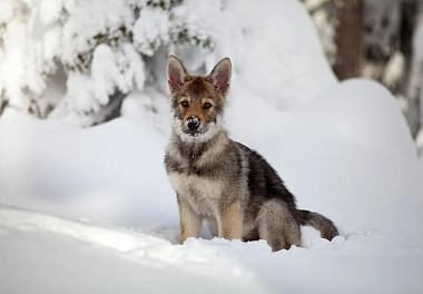 Czechoslovakian Vlcak