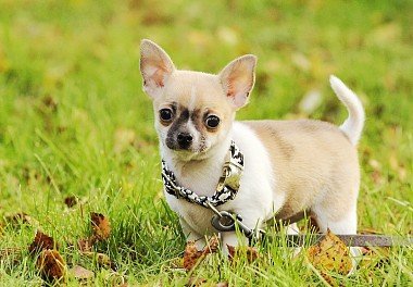 Chihuahua