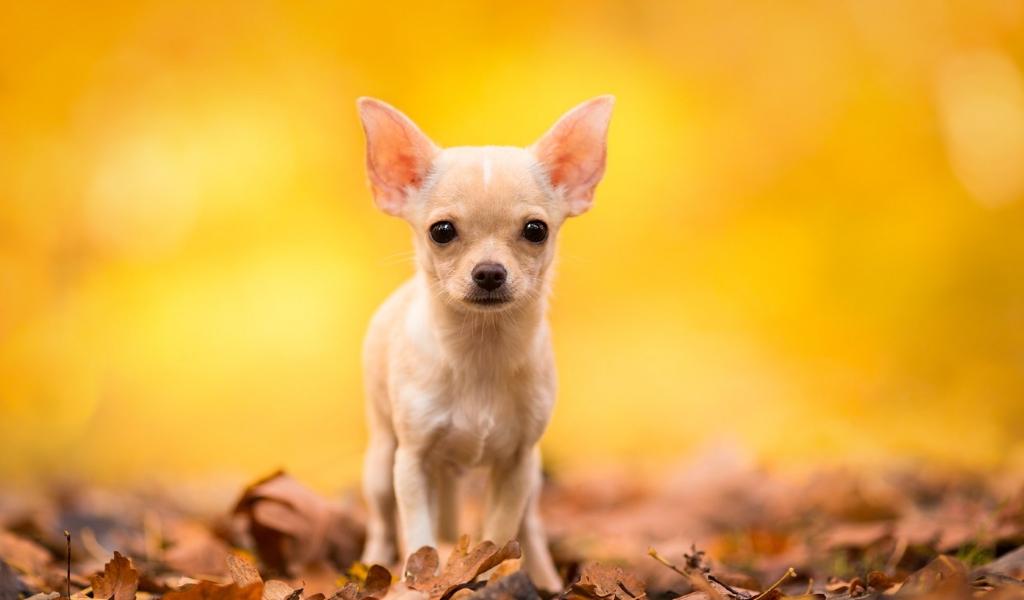 Chihuahua