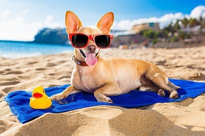 Chihuahua on vacation