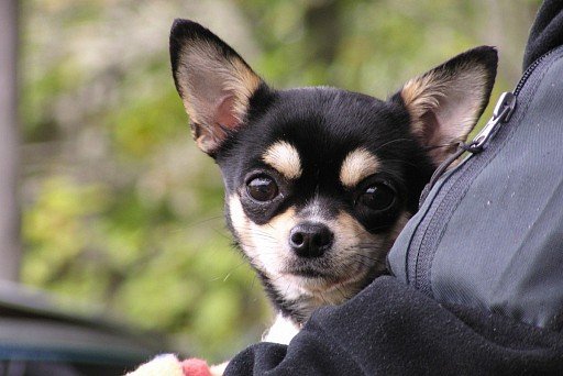 Chihuahua