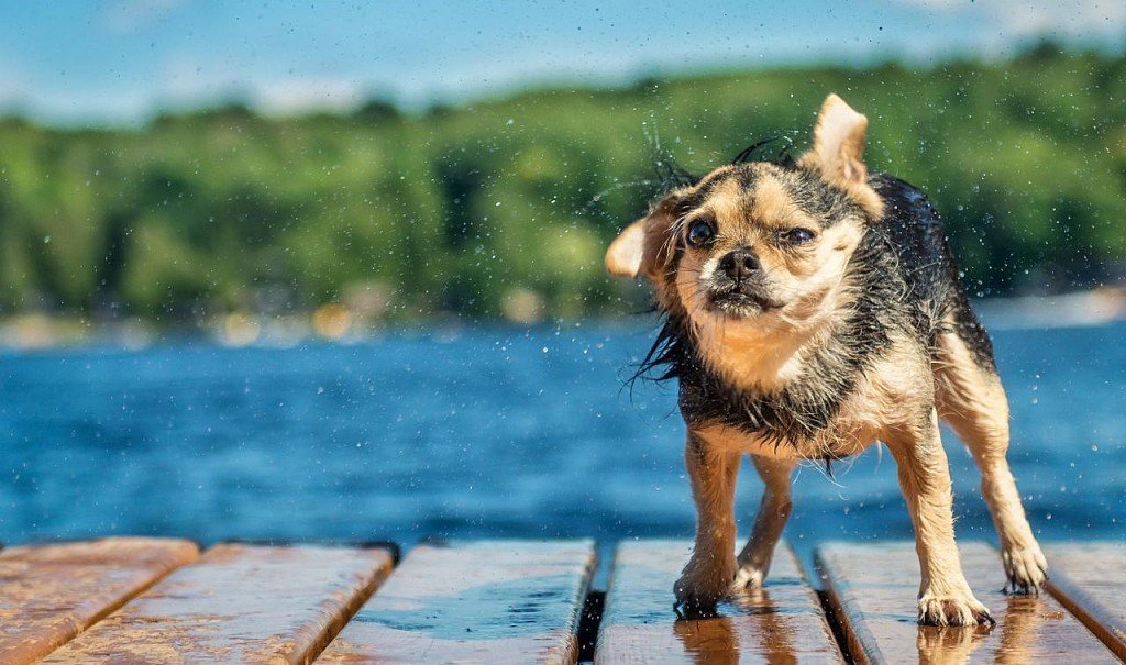 Wet Chihuachua