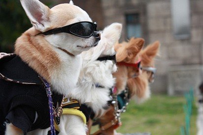 Cool Dogs