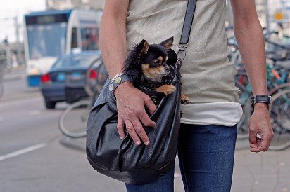 Chihuahua in a bag