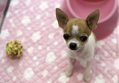 Chihuahua