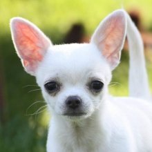 Chihuahua