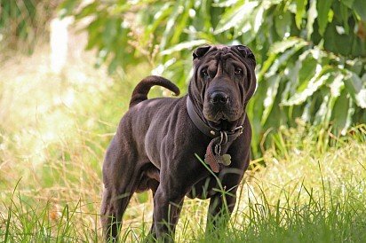 Sharpei