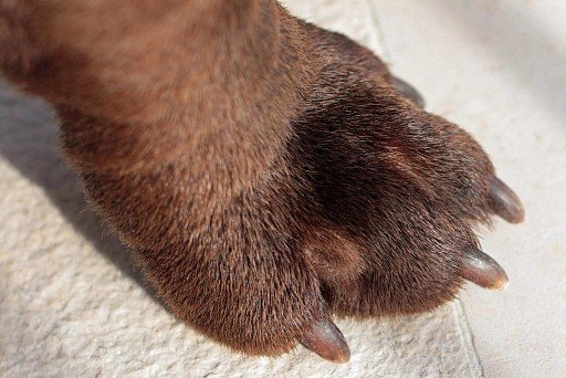 Sharpey's paw