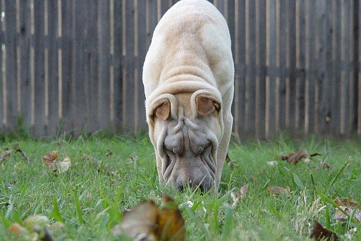 Sharpei