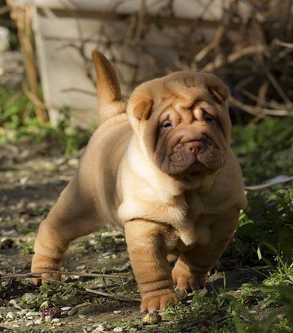 Sharpei puppy