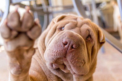 Sharpei