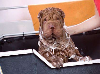 Washing a Sharpei