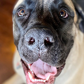 English Mastiff