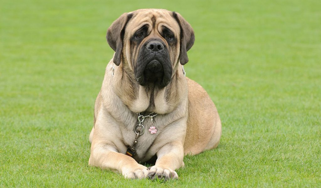 English Mastiff