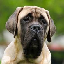 English Mastiff