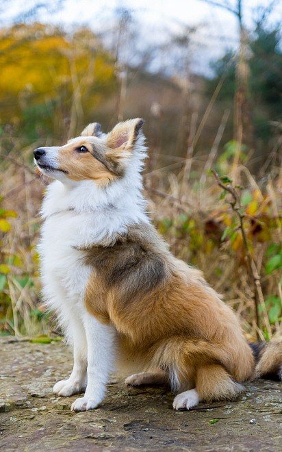 Sheltie in profile