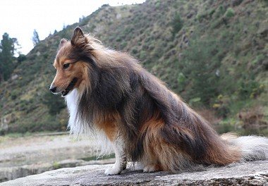 Sheltie