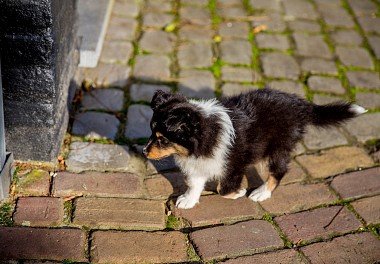 Sheltie