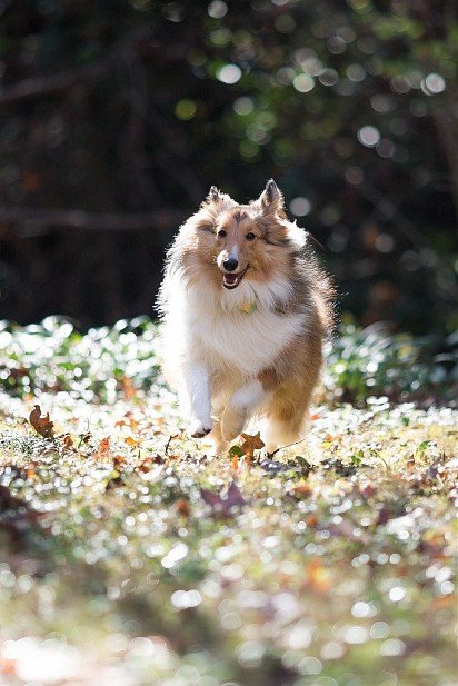 Running Shetland Sheepdog