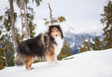 Sheltie