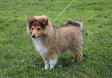 Sheltie