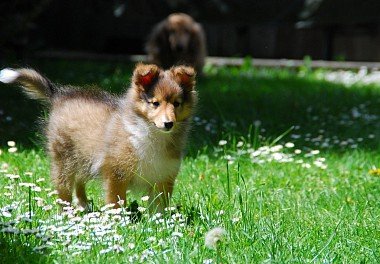 Sheltie