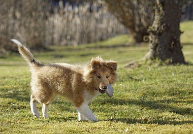 Sheltie