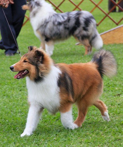 Sheltie on show