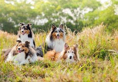 Sheltie