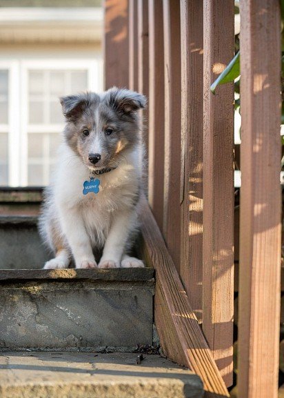 Sheltie puppy