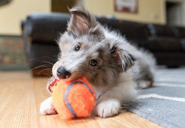 Sheltie