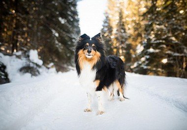 Sheltie