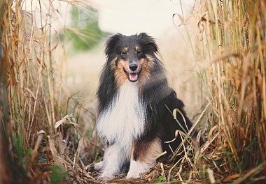 Sheltie