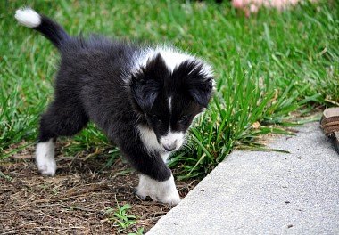 Sheltie