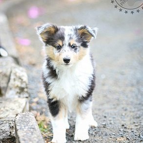 Sheltie