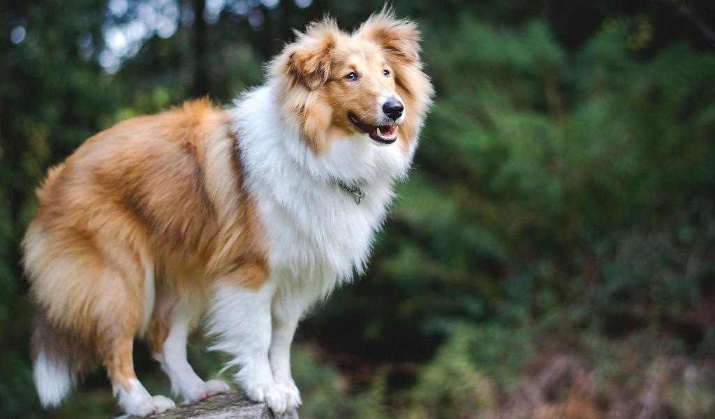 Sheltie