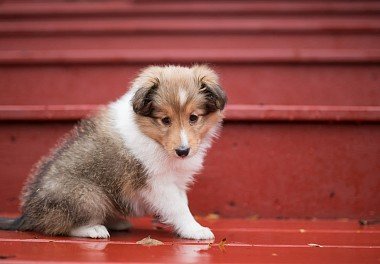 Sheltie