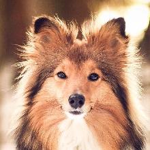 Sheltie