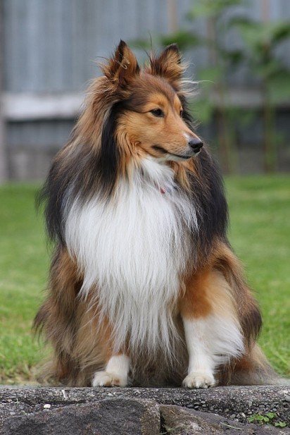 Sheltie