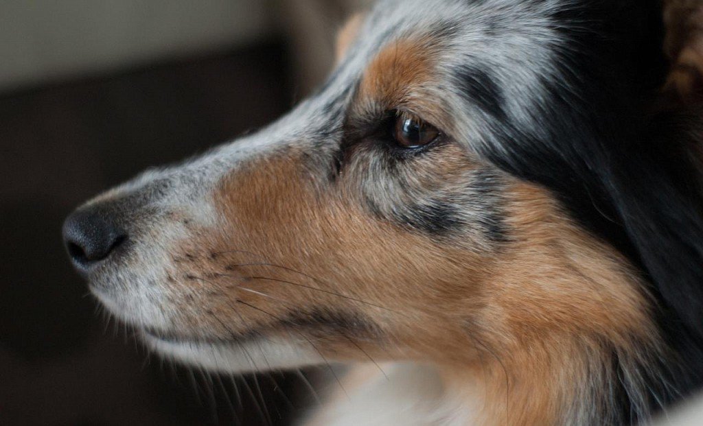 Sheltie muzzle