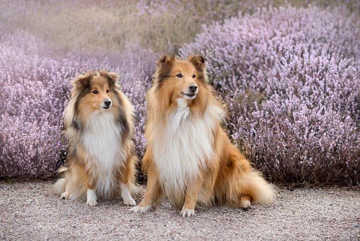 Sheltie