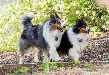 Sheltie