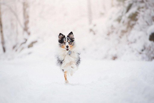 Sheltie