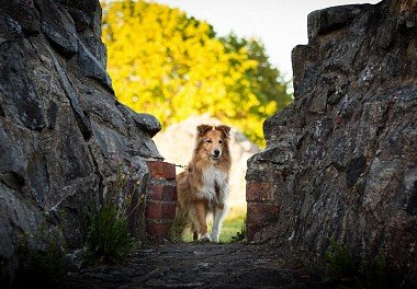 Sheltie