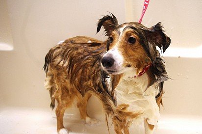 Sheltie Bathing